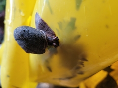 Monadenia infumata