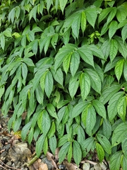 Elatostema platyphyllum
