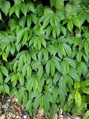 Elatostema platyphyllum