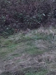 Sylvilagus floridanus