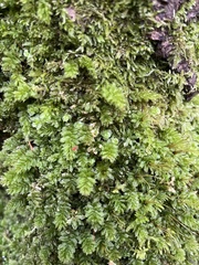 Pseudotaxiphyllum elegans