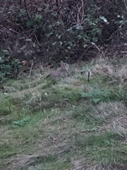 Sylvilagus floridanus