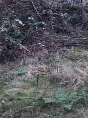 Sylvilagus floridanus