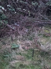 Sylvilagus floridanus