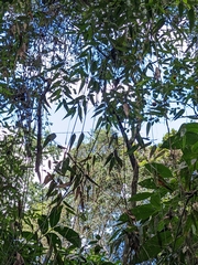 Arthrostylidium