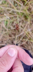 Carex bracteosa