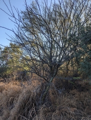 Fouquieria macdougalii
