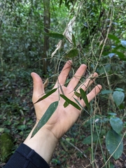 Arthrostylidium