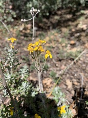 Eriophyllum confertiflorum