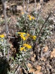 Eriophyllum confertiflorum