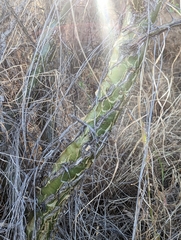 Fouquieria macdougalii