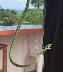 Leptophis diplotropis