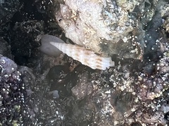 Terebrinae