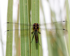 Hemicordulia armstrongi