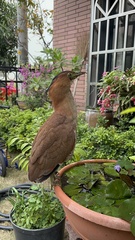 Gorsachius melanolophus