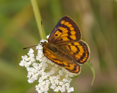 Lycaena edna