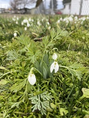 Galanthus