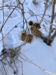 Arctium minus