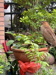 Gorsachius melanolophus