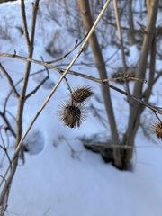 Arctium minus