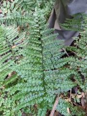 Asplenium cristatum, photograph (c) Zac Peterson, some rights reserved (CC BY)
