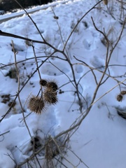 Arctium minus