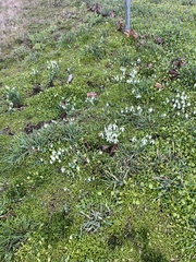 Galanthus