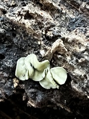 Chlorosplenium chlora