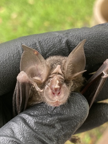 Smaller Horseshoe Bat