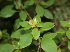 Rhododendron ovatum