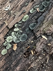 Chlorosplenium chlora