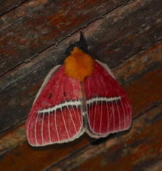 Pseudodirphia menander