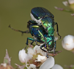 Diphucephala colaspidoides
