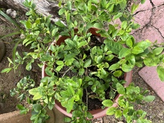 Citrus × aurantiifolia