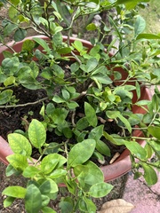 Citrus × aurantiifolia