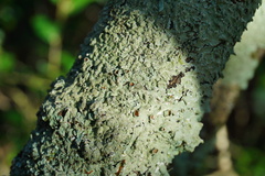 Punctelia missouriensis