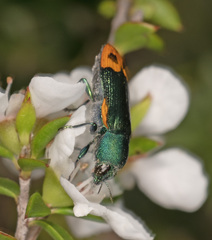 Castiarina ocelligera