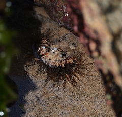 Isactinia olivacea
