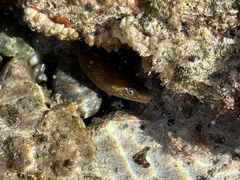 Gymnothorax castaneus