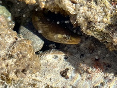 Gymnothorax castaneus