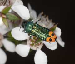 Castiarina ocelligera