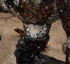 Isactinia olivacea