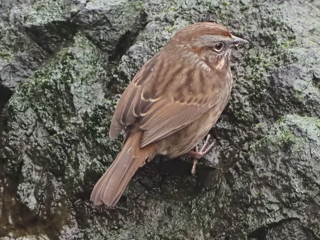 Rusty Song Sparrow