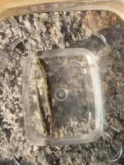 Periophthalmus modestus