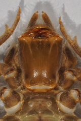 Hylogomphus adelphus