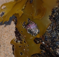 Siphonaria australis