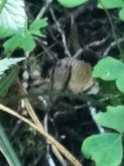 Rana luteiventris