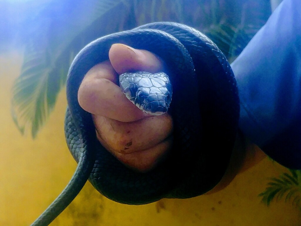 Central American Indigo Snake from Bahía de Banderas, Nayarit, Mexico