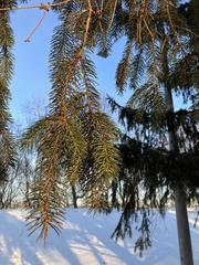 Picea abies