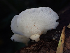 Favolus tenuiculus
